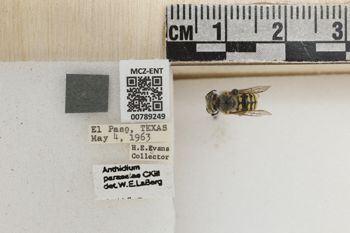 Media type: image;   Entomology 789249 Aspect: Labels